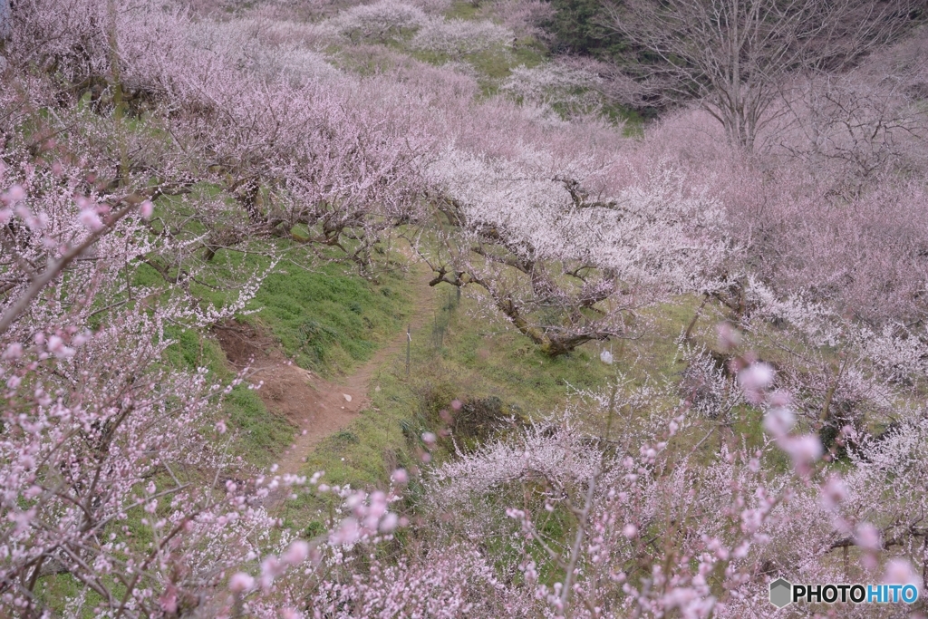 梅の小路