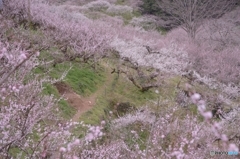 梅の小路