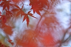 紅