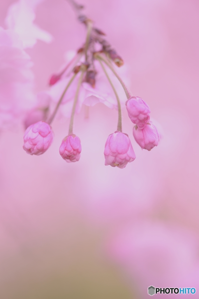 桜～チェリー～