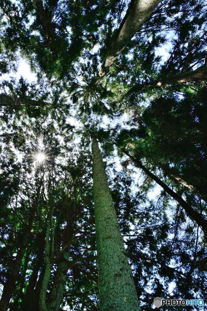 森林浴