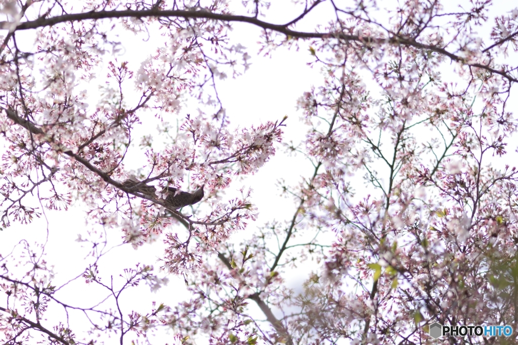 桜～蜜～