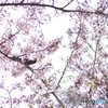桜～蜜～