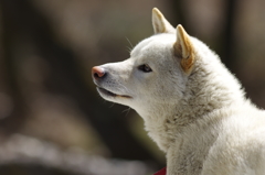 黄昏る犬