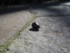 木の実