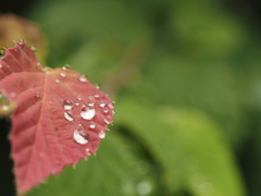 水滴