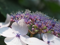 額紫陽花