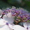 額紫陽花