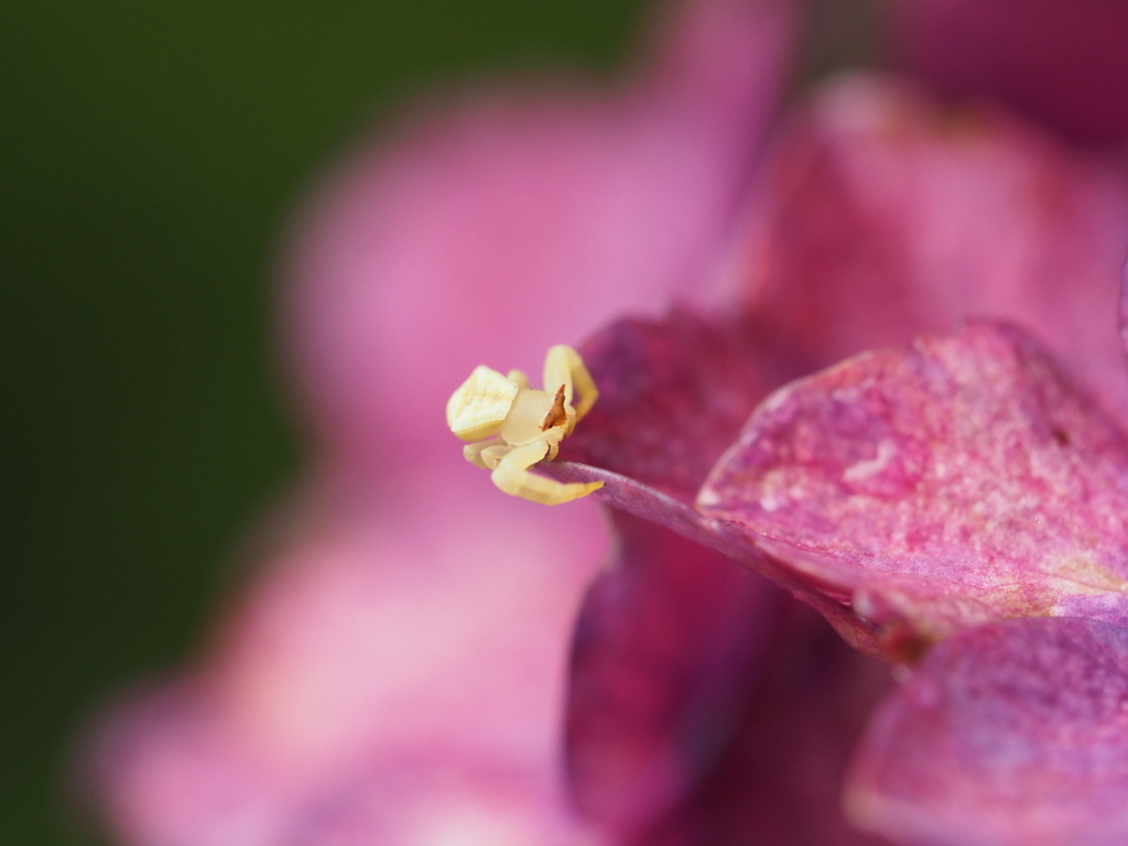紫陽花と蜘蛛