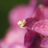 紫陽花と蜘蛛