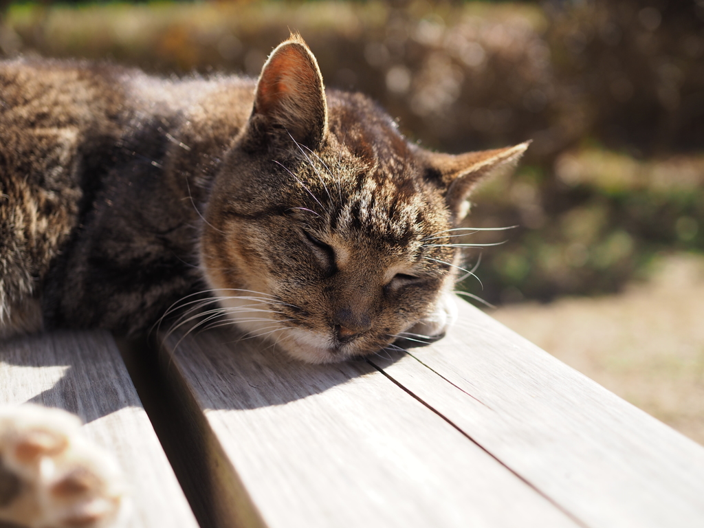 眠り猫２