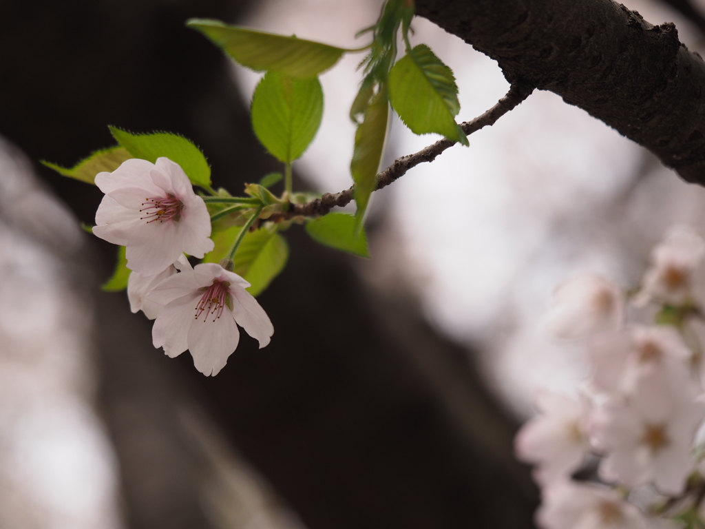 桜若葉 By 六号丸捨吉 Id 写真共有サイト Photohito