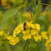 菜の花とミツバチ