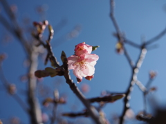 春よ来い