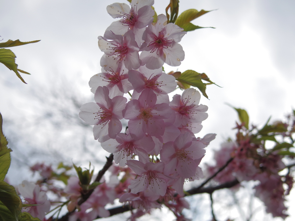 寒桜