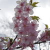 寒桜