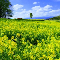 菜の花