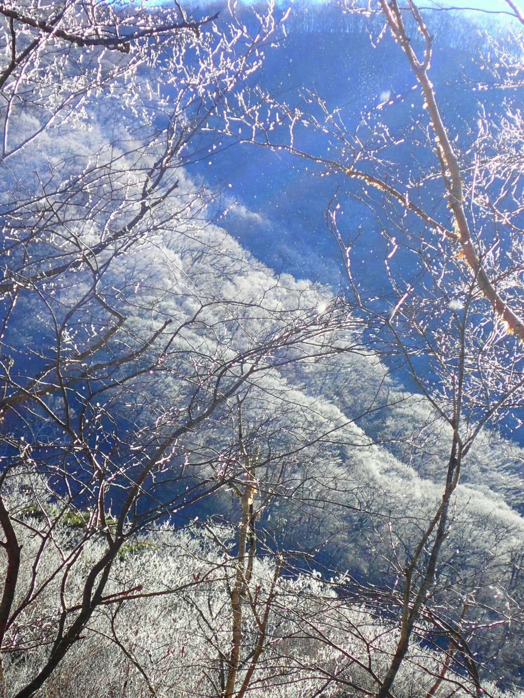 白い森