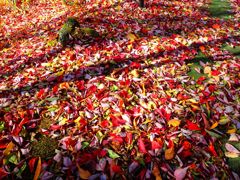 秋色のカーペット