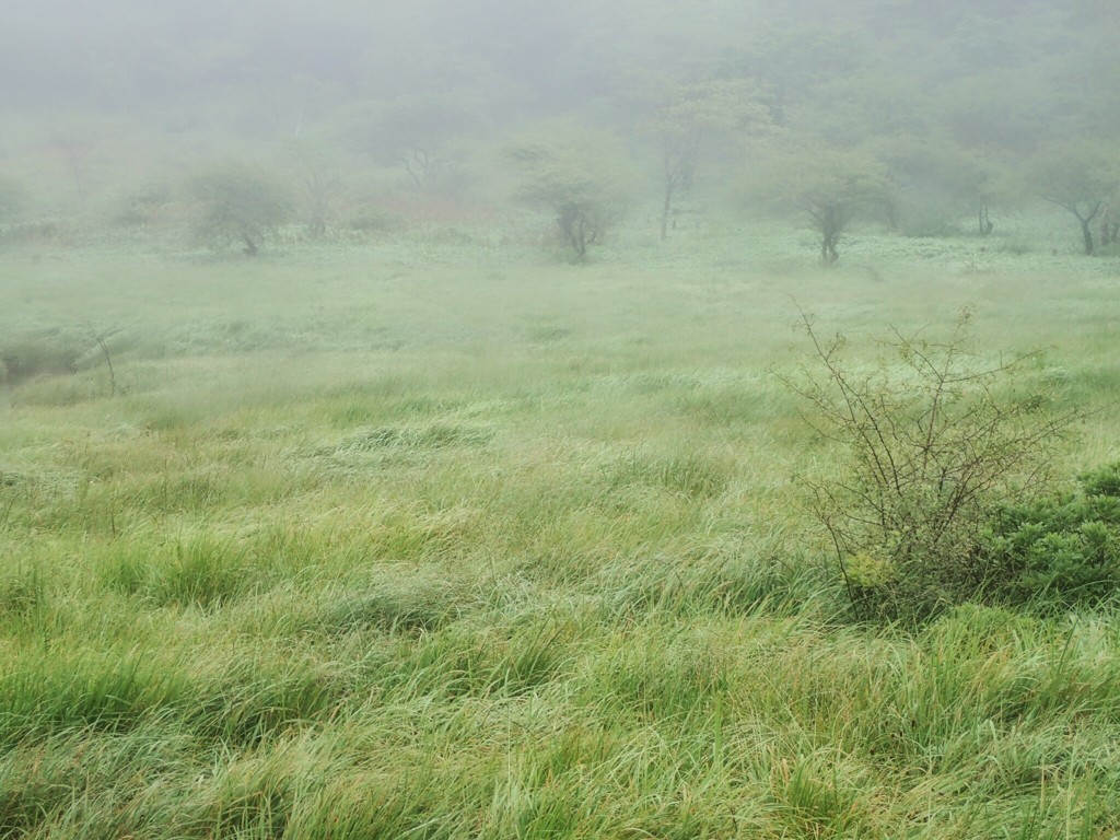 雨の草原