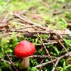 こびとの森