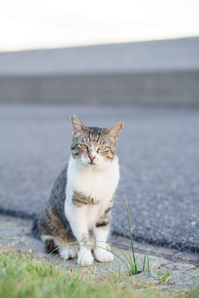 我が輩は猫である？