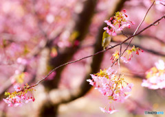 メジロと河津桜