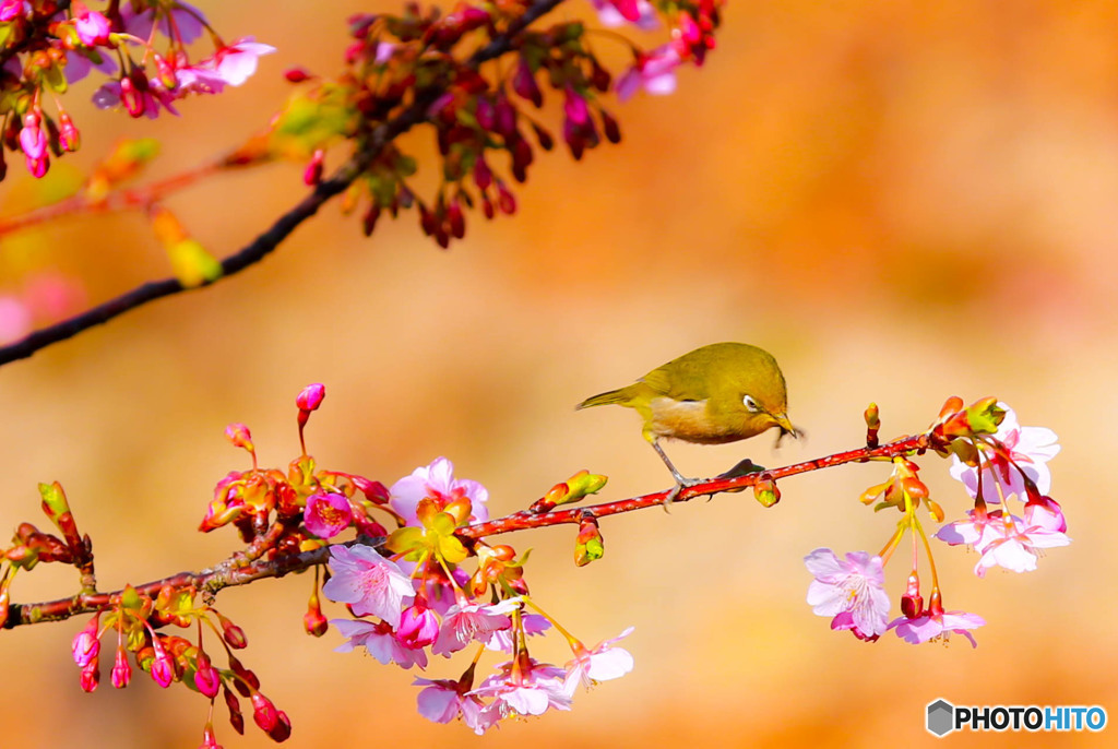 メジロと河津桜