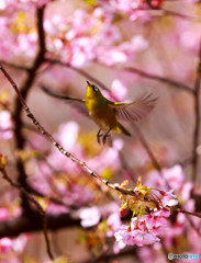 メジロと河津桜