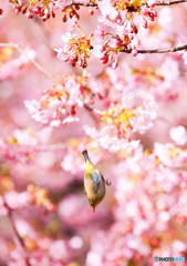 メジロと河津桜