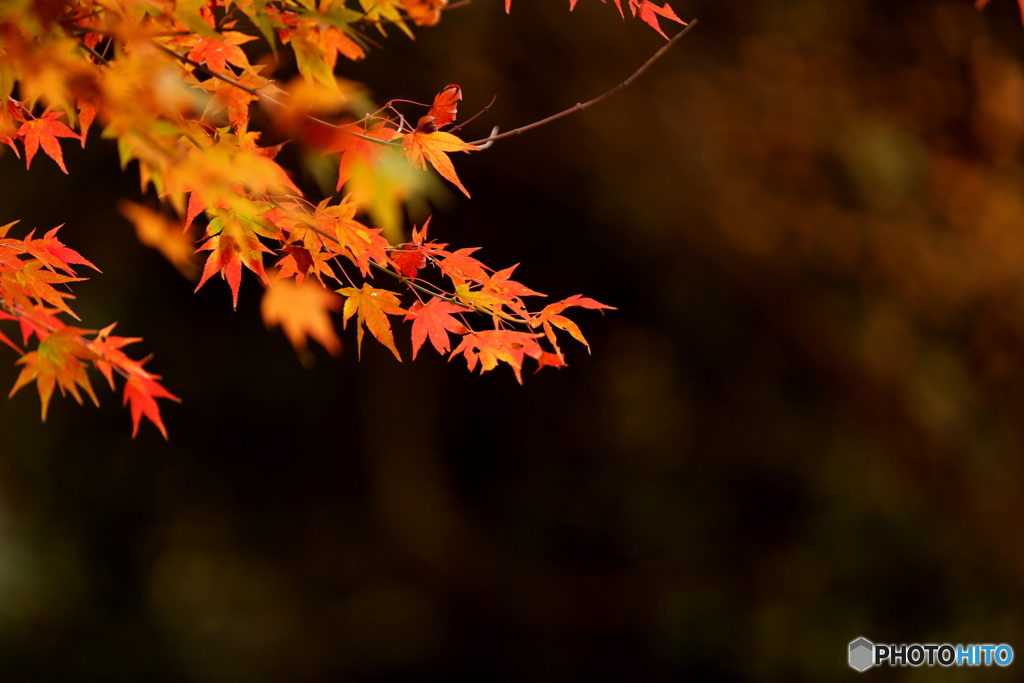 紅葉