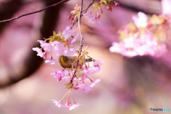 メジロと河津桜