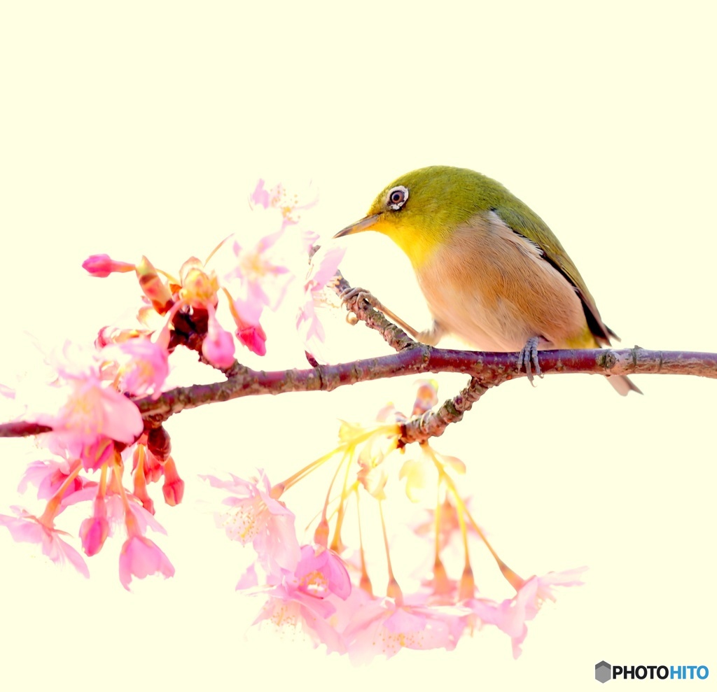 春が来た！