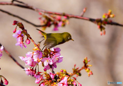 メジロと河津桜