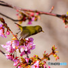 メジロと河津桜