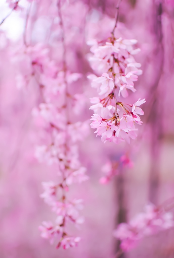 しだれ桜