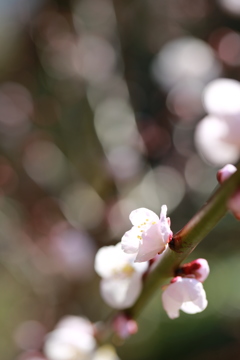 春の優しい日差し