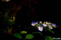 SDIM2067