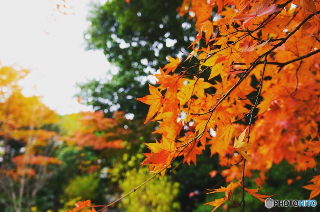 紅葉