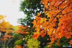 紅葉