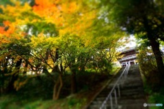 紅葉