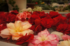 DSC07007