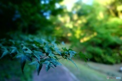 西公園