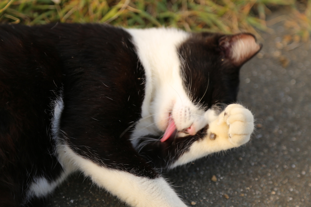 猫！