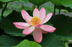 優しいピンク　蓮の花