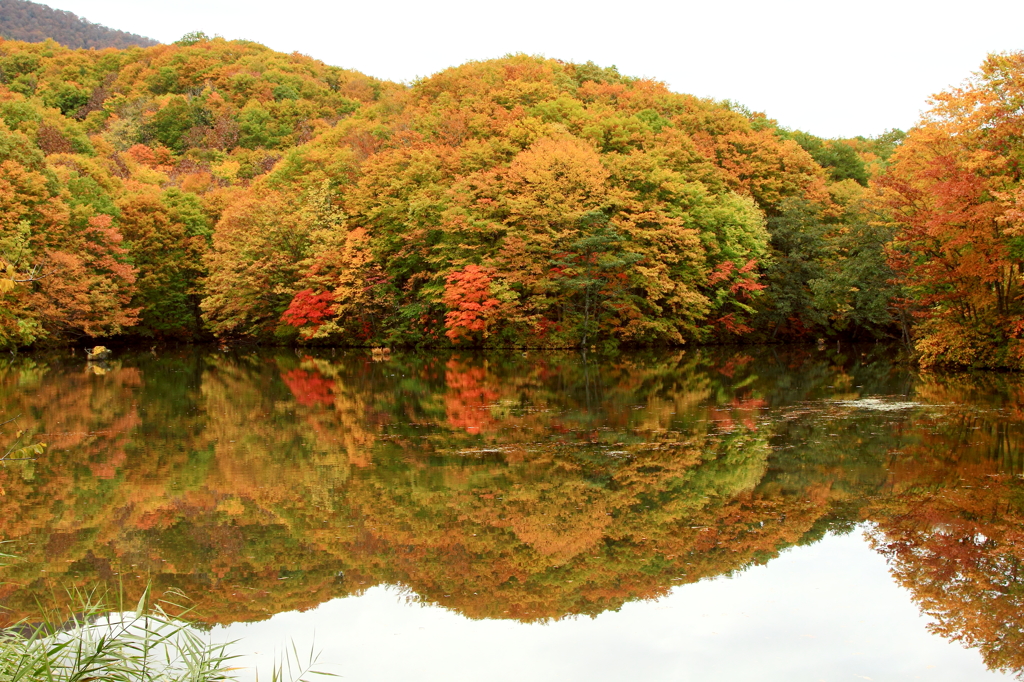曲沢沼の紅葉　裏磐梯