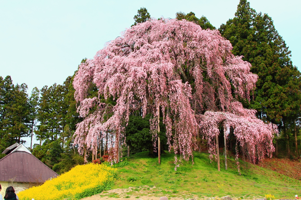 合戦場のしだれ桜 福島県二本松市 By Tokeisou Id 写真共有サイト Photohito