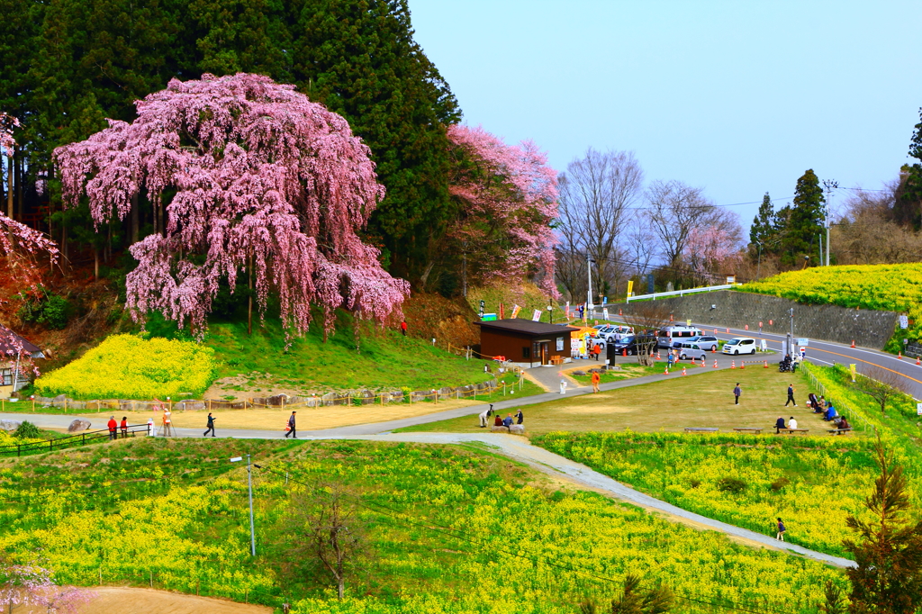 合戦場のしだれ桜　　福島県二本松市