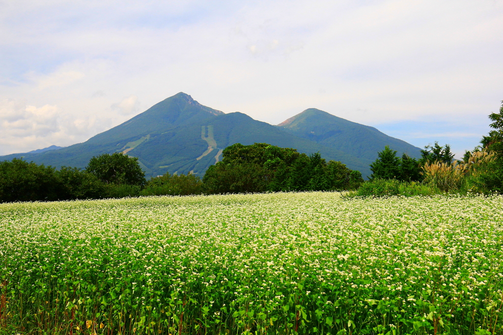 磐梯山と蕎麦畑