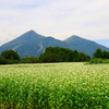 磐梯山と蕎麦畑